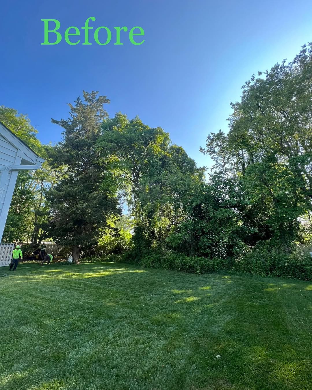Backyard filled with overgrown trees and bushes before clearing
