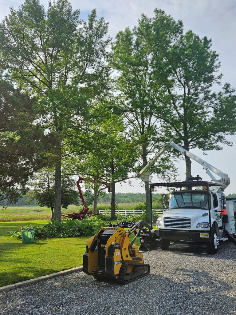 Tree Pruning & Trimming service Egg Harbor Township