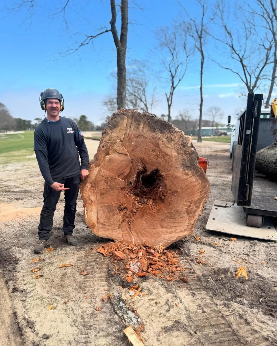 tree removal service