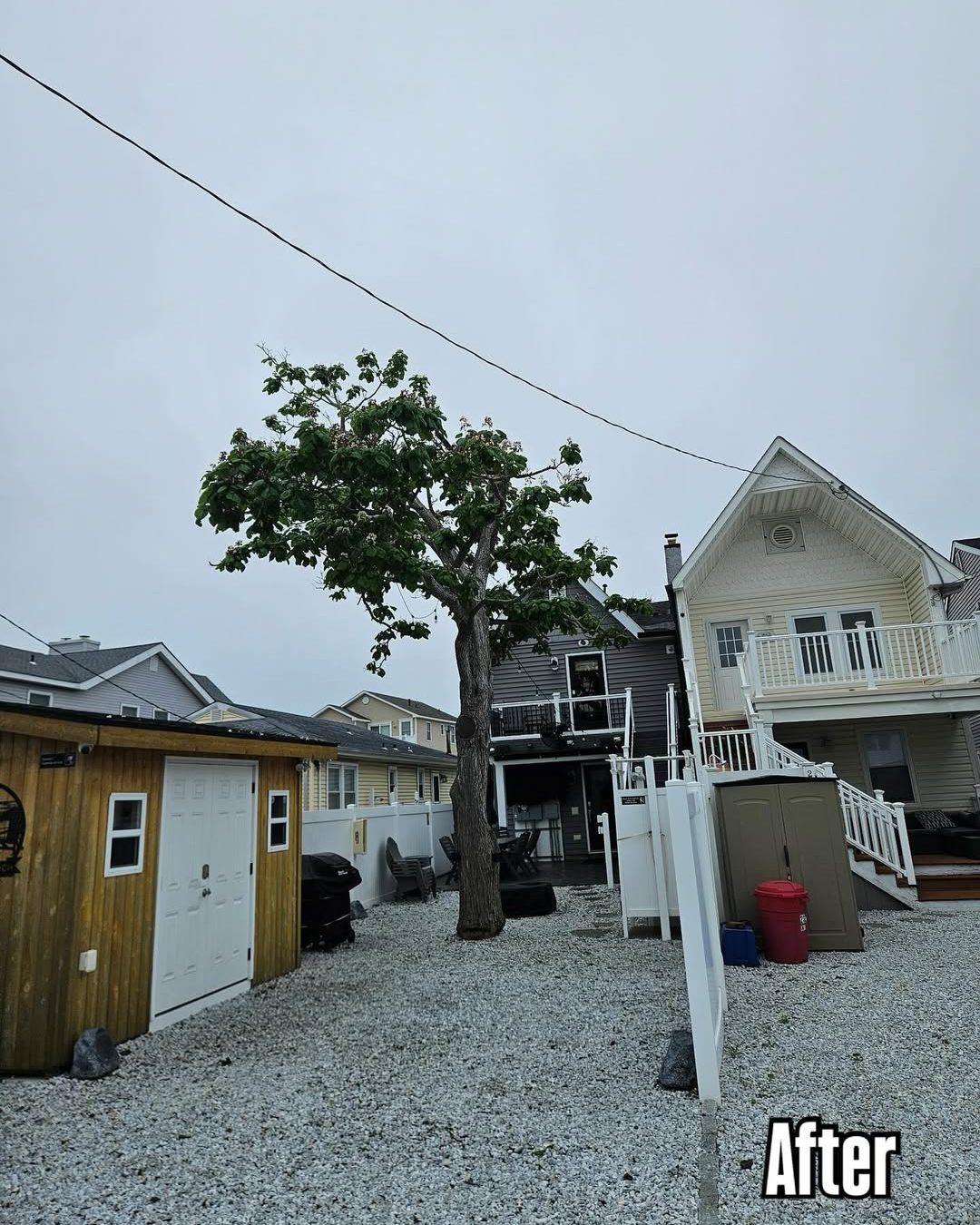 tree trimming after power lines