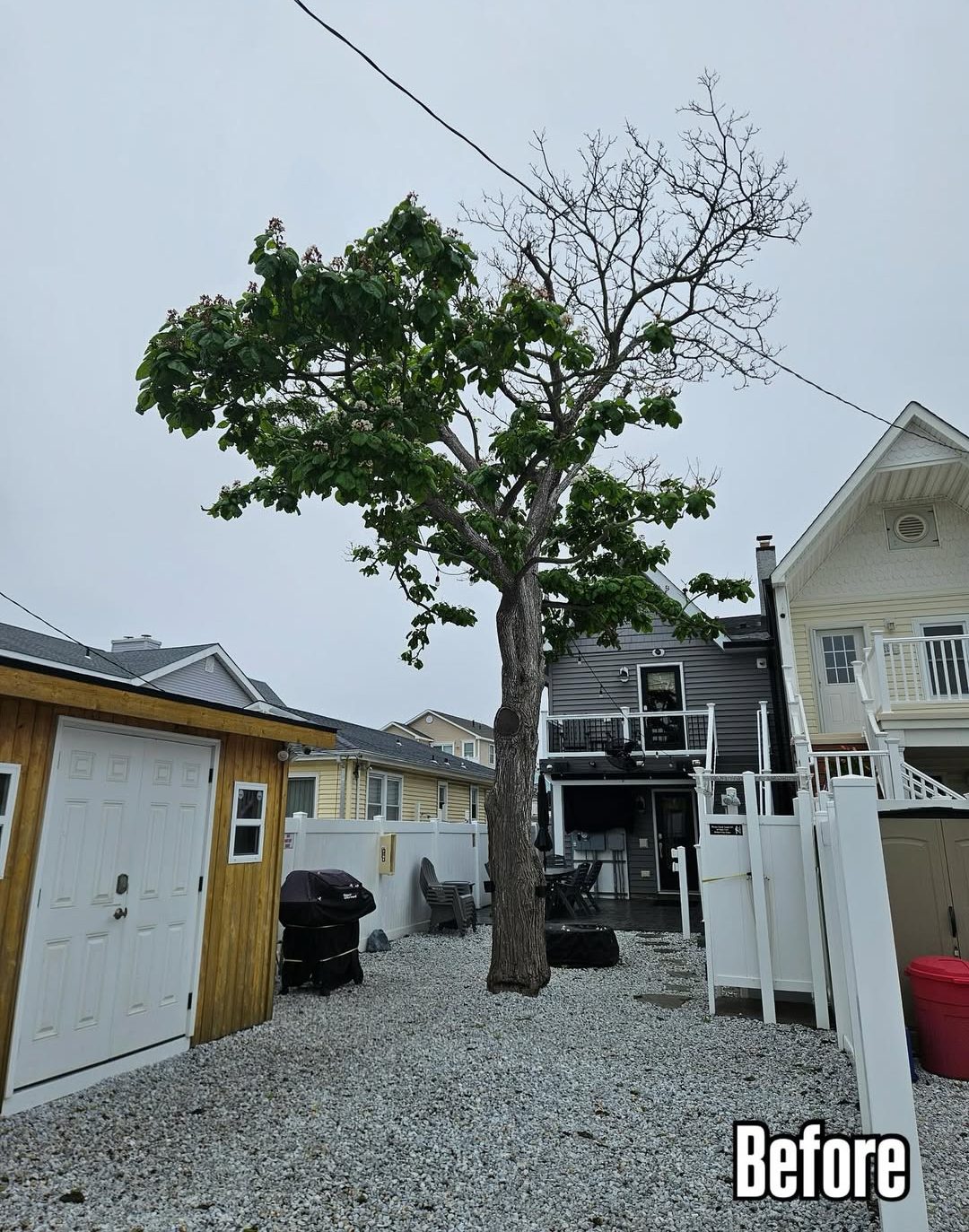 tree trimming before power lines