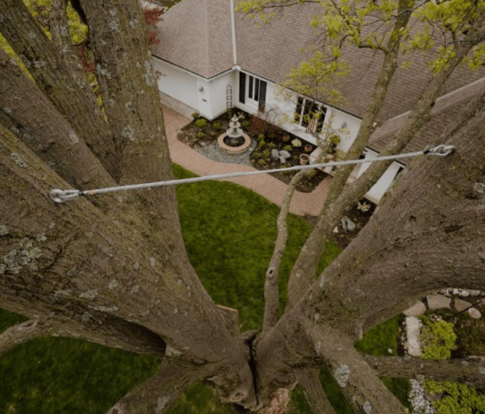 Tree Cabling & Bracing