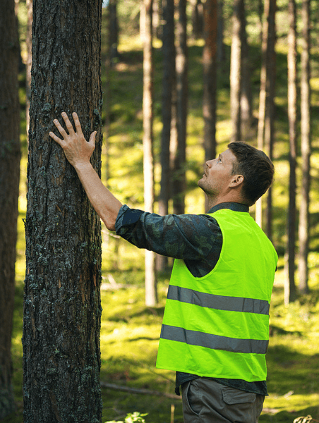Tree Health Evaluations and Risk Assessment​