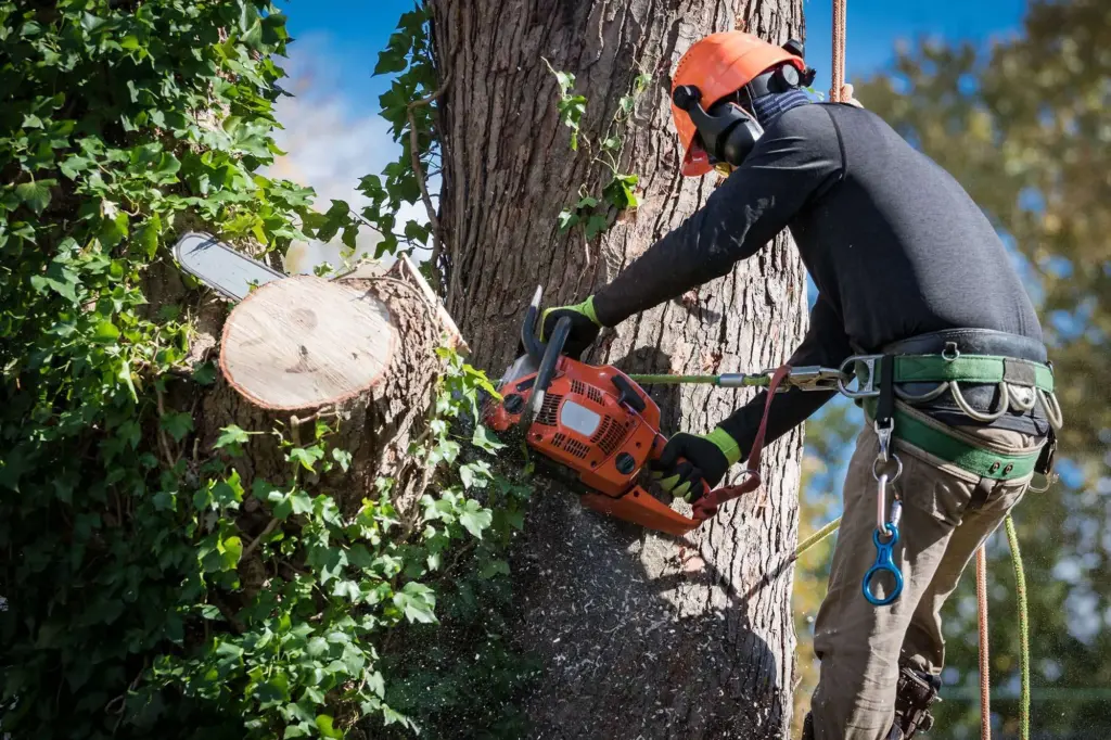 Additional Tree Services and What They Cost