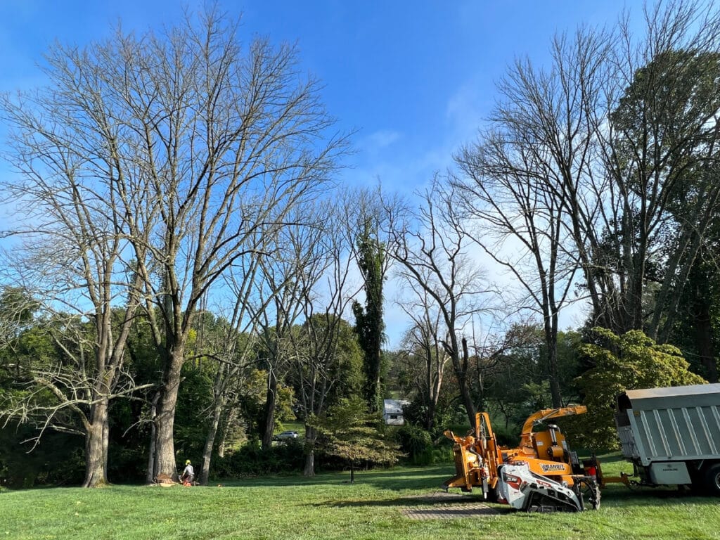 How Much Does Tree Removal Cost in Atlantic & Cape May County?