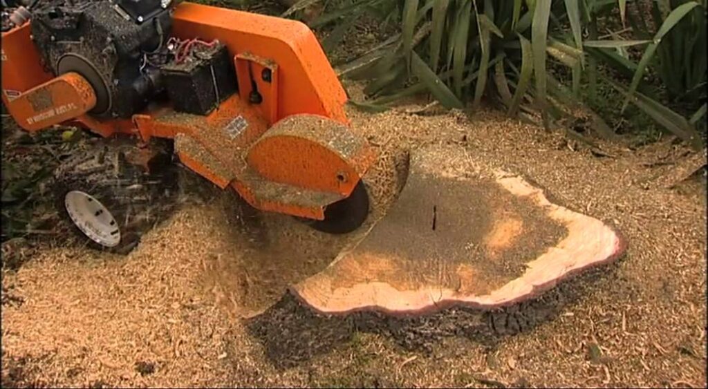 Need Help With a Stump in South Jersey?