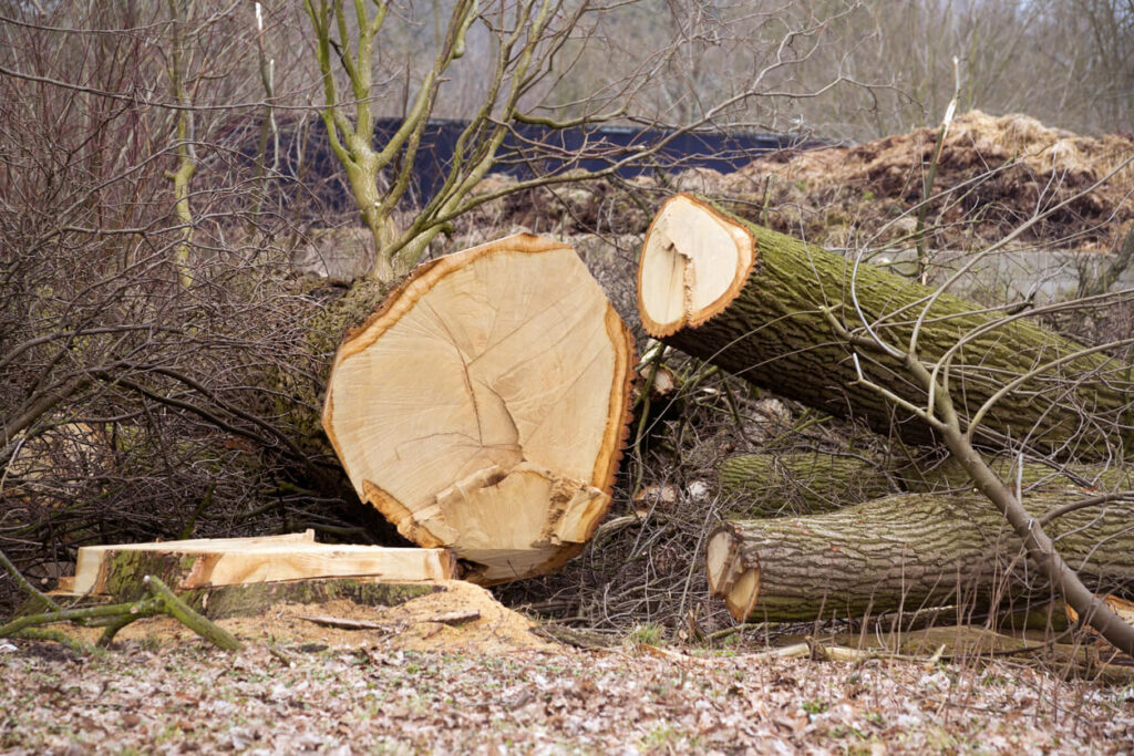 Penalties for Cutting Trees Without Permits