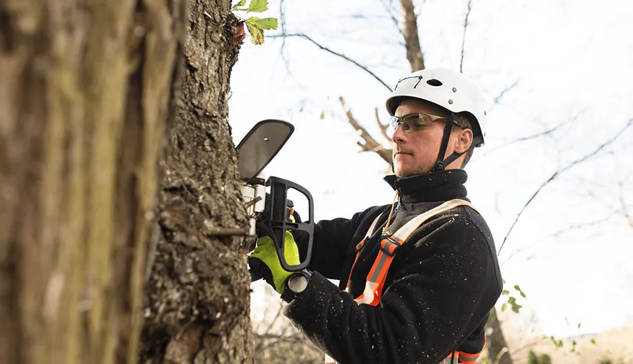 Why Choose a Local, Certified Tree Service Like Yoos