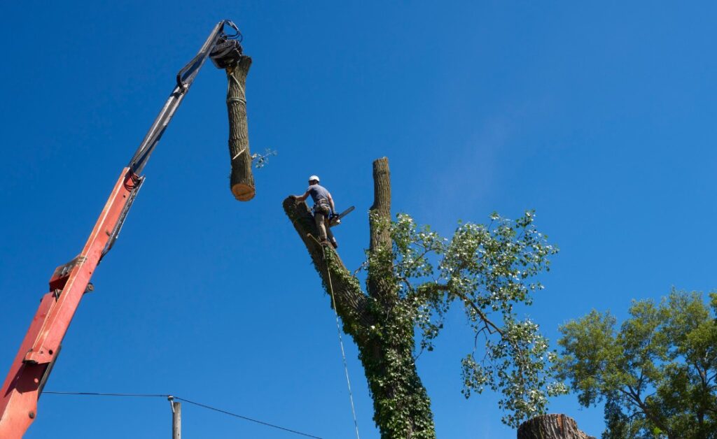Why Crane-Assisted Tree Removal Is Critical