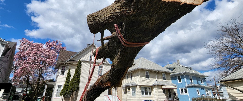 Why Tree Removal Matters in South Jersey​