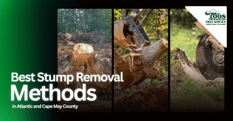 Best Stump Removal Methods in Atlantic & Cape May County: Local Tips and Guidelines