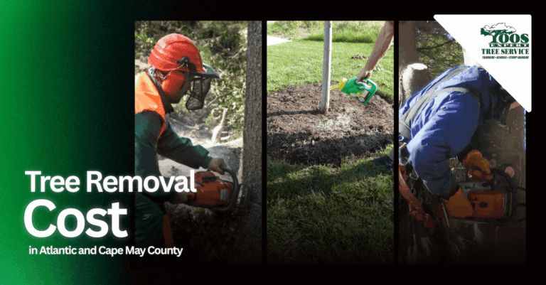 Tree Removal Cost in Atlantic and Cape May County: What Homeowners Should Know