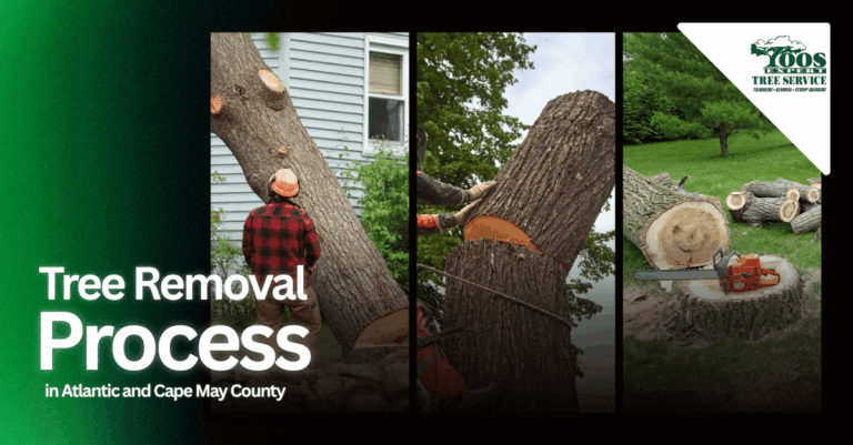 Tree Removal Process in Atlantic County and Cape May County: Step-by-Step Guide