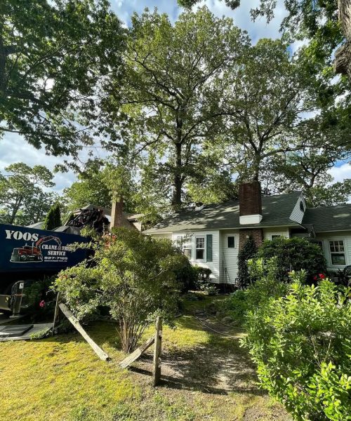 Benefits of Stump Grinding