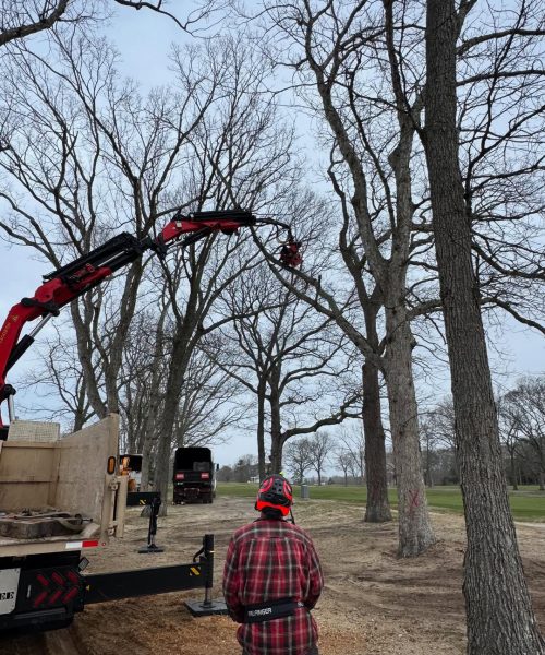 Crane Assisted Tree Pruning