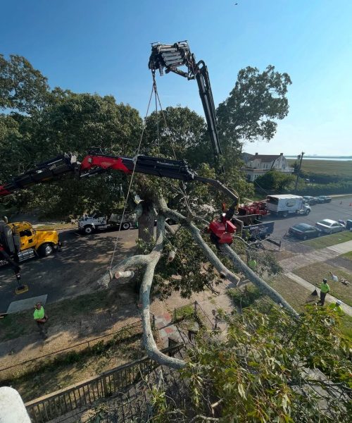Emergency Tree Removal using Crane