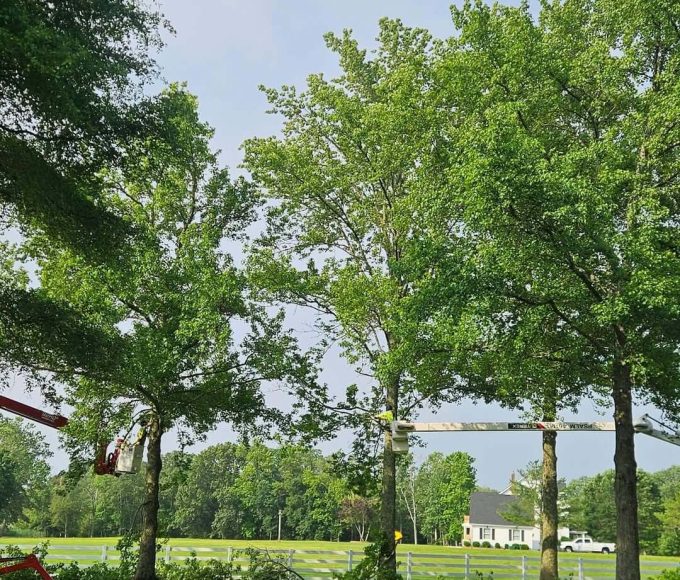 Fertilization & Tree Health Evaluations experts service
