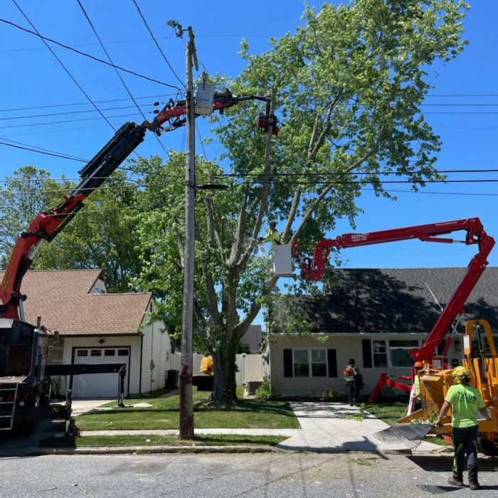 Tree Cabling & Bracing in Egg Harbor Township, NJ