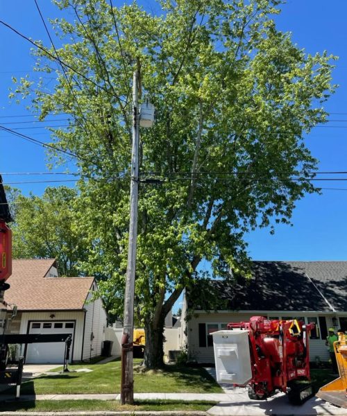 Tree Cabling & Bracing in Egg Harbor