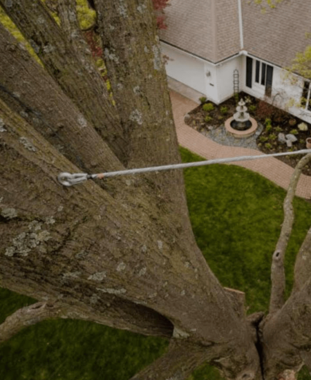 Tree Cabling Bracing