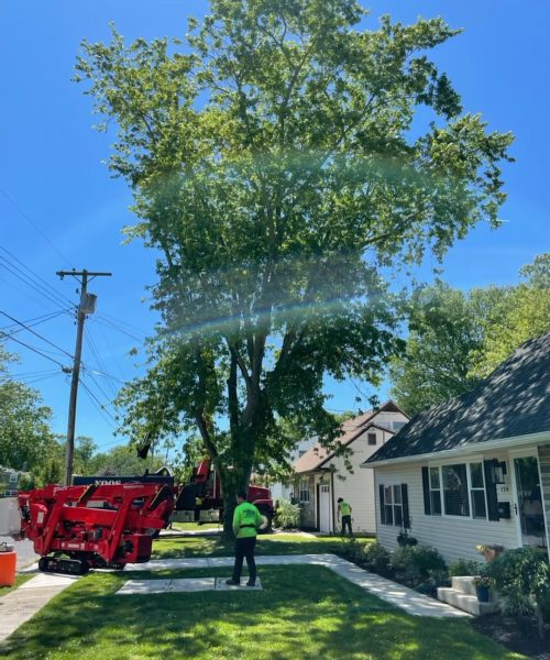 Tree Cabling & Bracing
