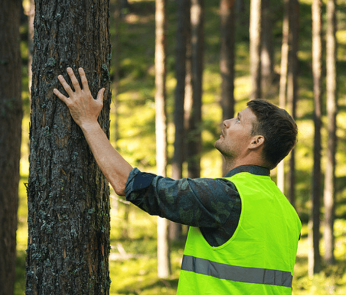 Tree Health Evaluations & Risk Assessment​