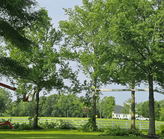 Tree Pruning & Trimming in Cape May