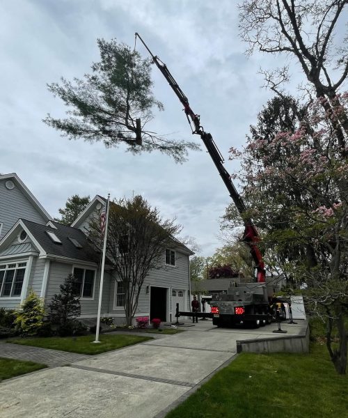 Tree Removal using Crane