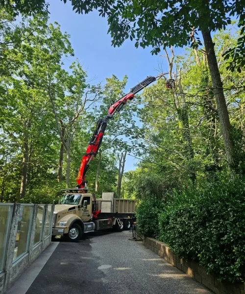 Tree Removal using Crane