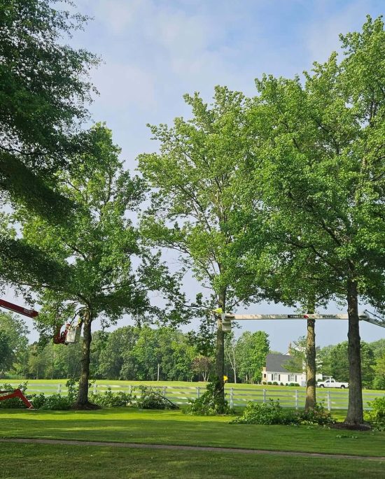 Tree Trimming & Pruning experts
