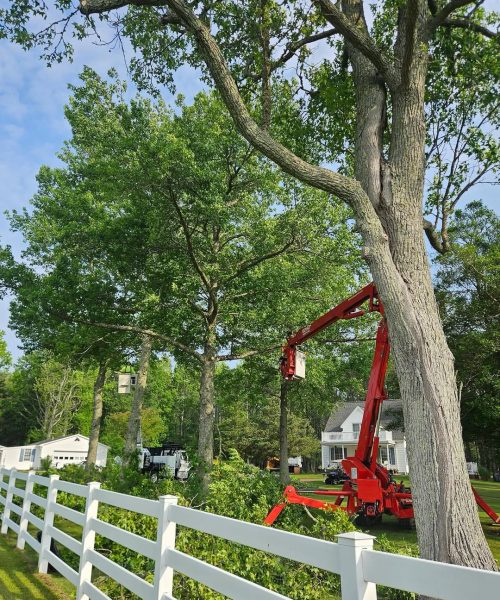 Tree Trimming using Crane