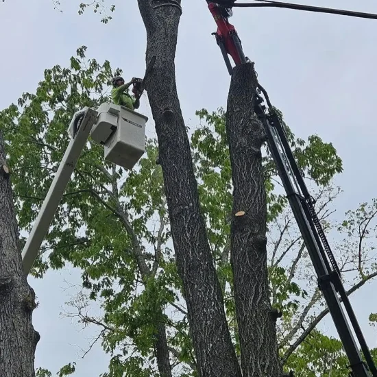 tree removal service Egg Harbor Township